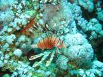 Unterwasser08_001