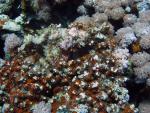 Unterwasser08_006