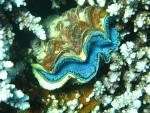 Unterwasser08_011