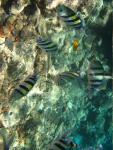 Unterwasser08_017