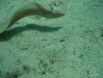 Unterwasser08_020