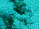 Unterwasser08_026