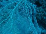 Unterwasser08_030
