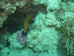 Unterwasser08_033