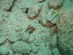Unterwasser08_034