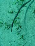 Unterwasser08_035