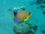 Unterwasser08_036