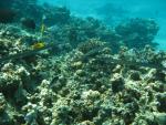Unterwasser08_041