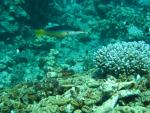 Unterwasser08_042