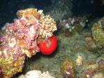 Unterwasser08_050