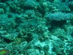 Unterwasser08_062