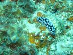Unterwasser08_063