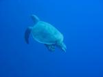 Unterwasser08_067