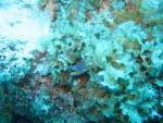 Unterwasser08_116
