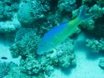 Unterwasser08_117