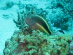 Unterwasser08_118