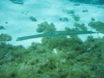 Unterwasser08_131