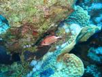 Unterwasser08_136